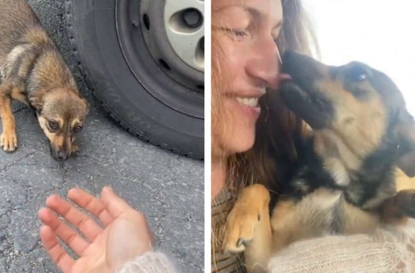  The abandoned dog felt warm and protected in the woman’s hands