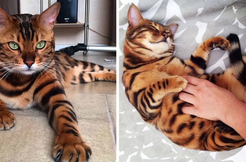  The Bengal cat named Thor attracts everyone with his perfectly beautiful coat