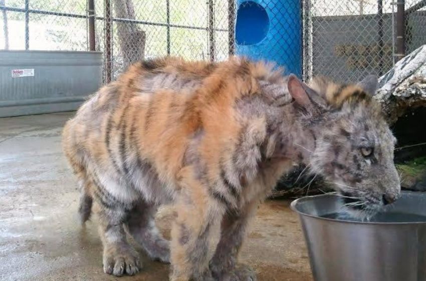  Miraculous transformation of the rescued tortured tigress Aasha