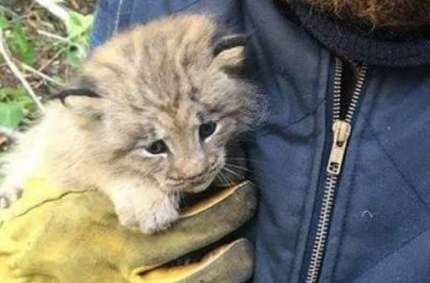  The man found an unusual creature which was thought to be a kitten