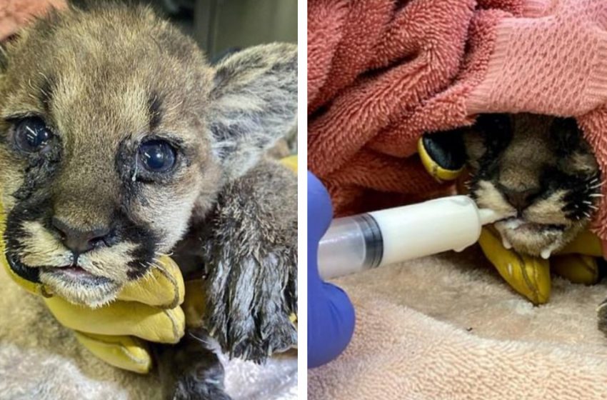  Firefighters saved Mountain Lion Cub, the Baby couldn’t Stop Crying