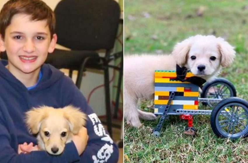  This puppy had no chance for a full life but a 12-year-old boy came up with something useful for her