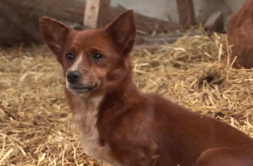  A heartwarming scene of the sweet puppy getting joyful to see his beloved one again