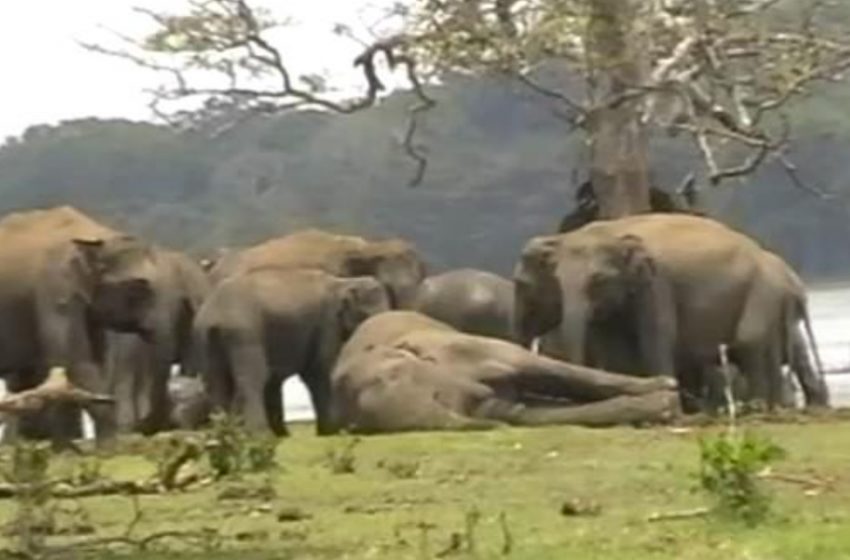  A touching moment of the elephant herd giving final respect to their leader