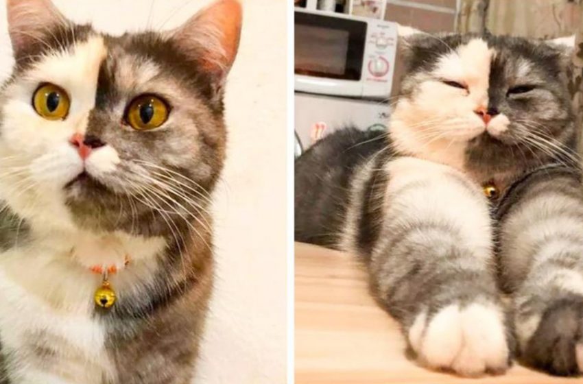  The two-faced cat named Ket conquers everyone’s heart with her awesome look!