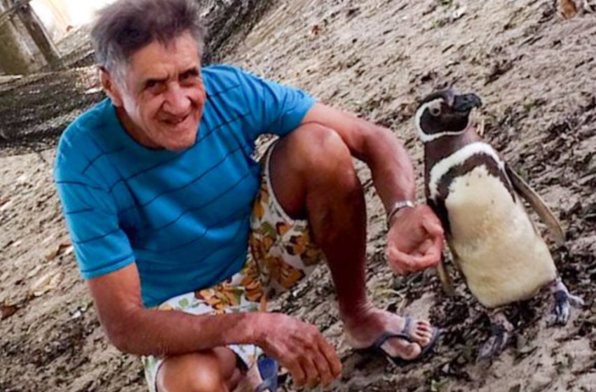  Friendship at a distance: the penguin travels thousands of kilometers every year to see his savior