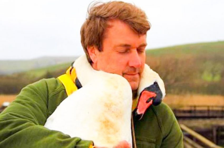  The swan very touchingly hugged the man who saved him