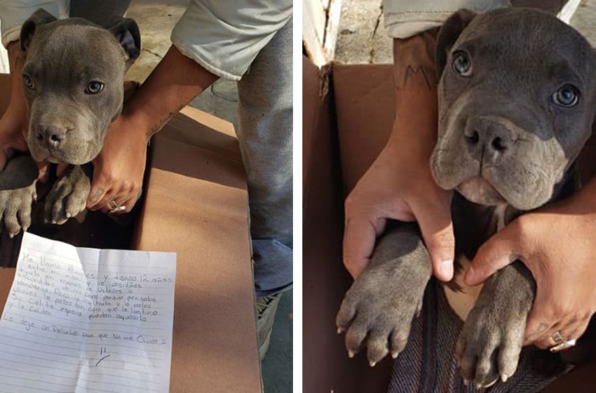  The 12 years old kind boy was forced to take his dog to the shelter for saving him