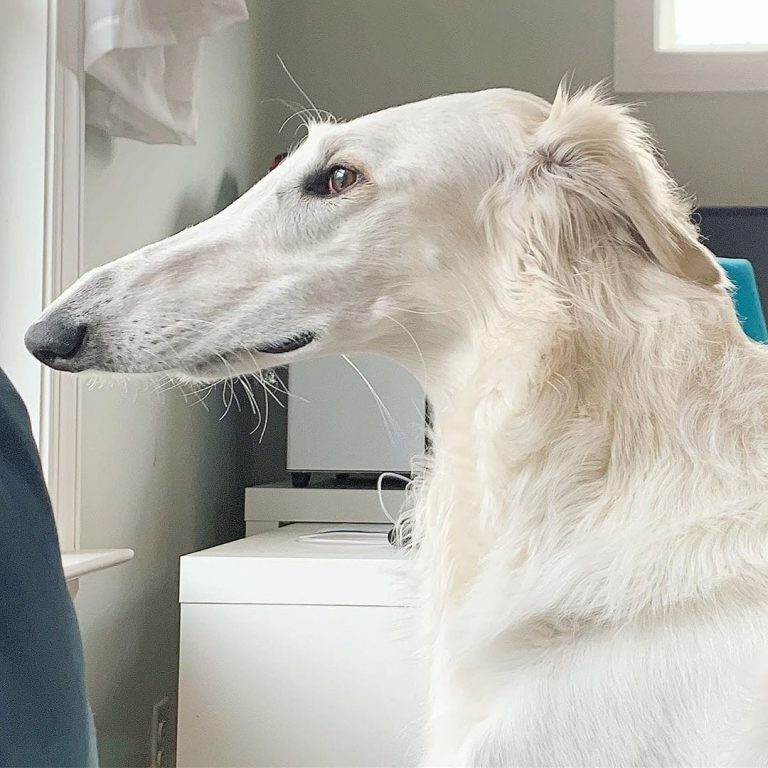 A greyhound named Eris has captivated users with her