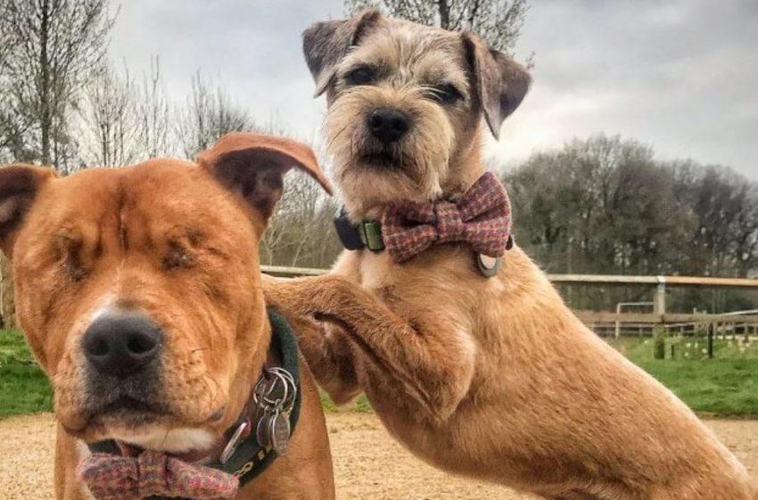  True friendship: the little dog takes care of his blind friend