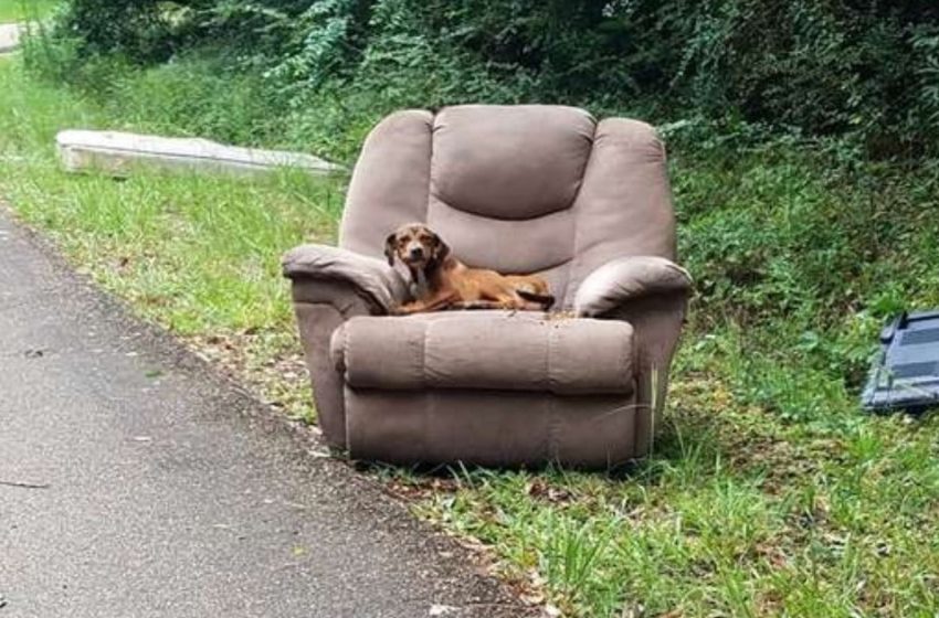  A dog left with garbage on the road finds home