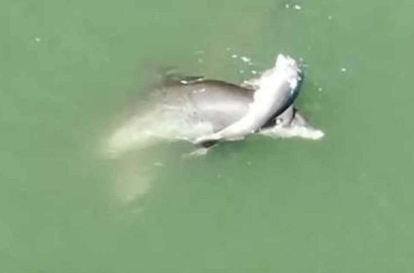  Mom dolphin mourning her cub’s death