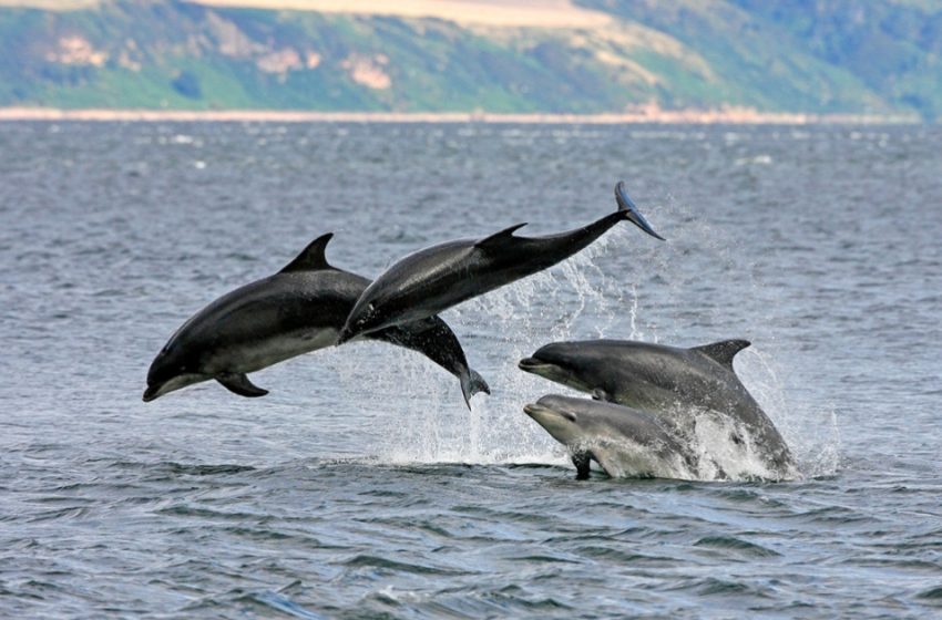  Dolphins help rescuers to find a missing swimmer in Ireland