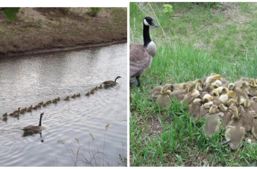  Canadian Goose raises all  47 babies safe and sound