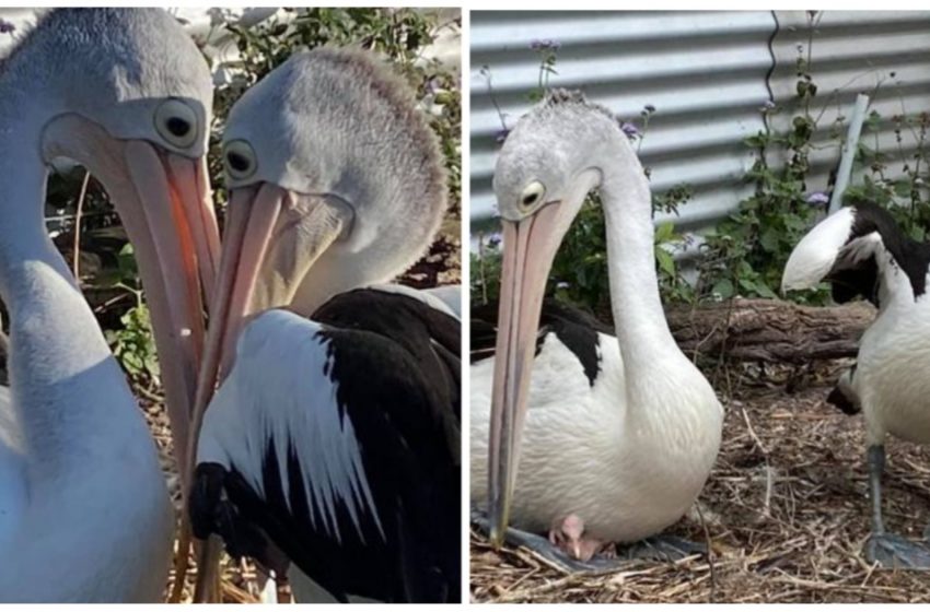  Pelican couple happy for becoming parents after six years of infertility