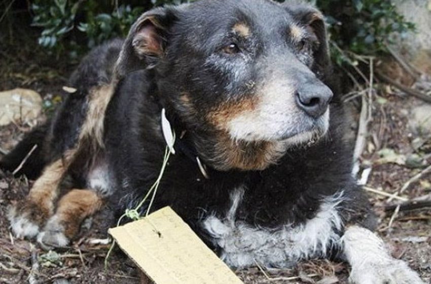  The family thought their dog was gone forever, but he returned with an unexpected note on his collar