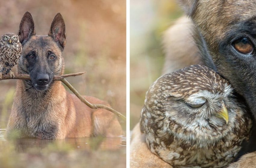  Did you always think a dog and an owl can’t be friends? Look at these cute photos!