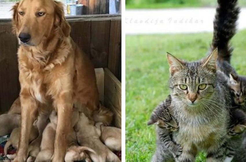  20 funny animals that show what it means to be a mom