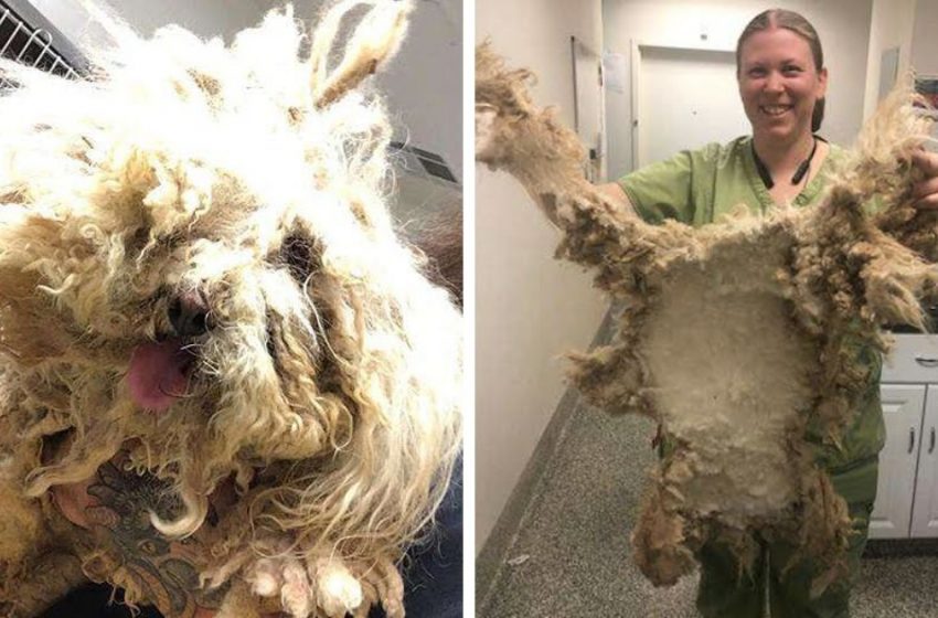  Animal lovers trimmed the wool from a shaggy monster. And found a cute poodle dog underneath!