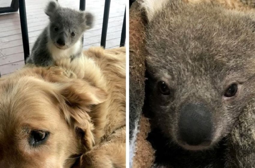  The dog returned from a walk with a koala cub. The owners did not expect such a surprise.