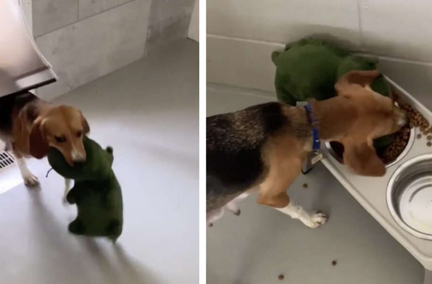  Rescued dog is always with her toy, even when she eats