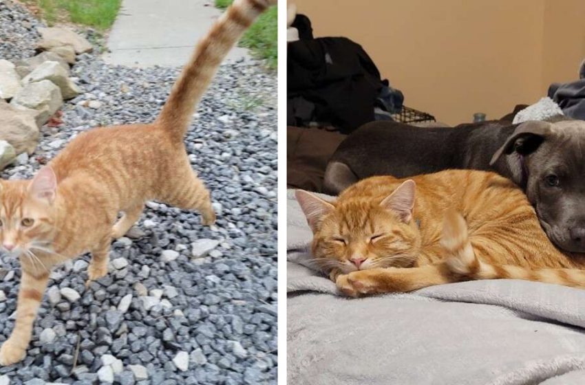  Devoted cat walks around until he finds the family he lost