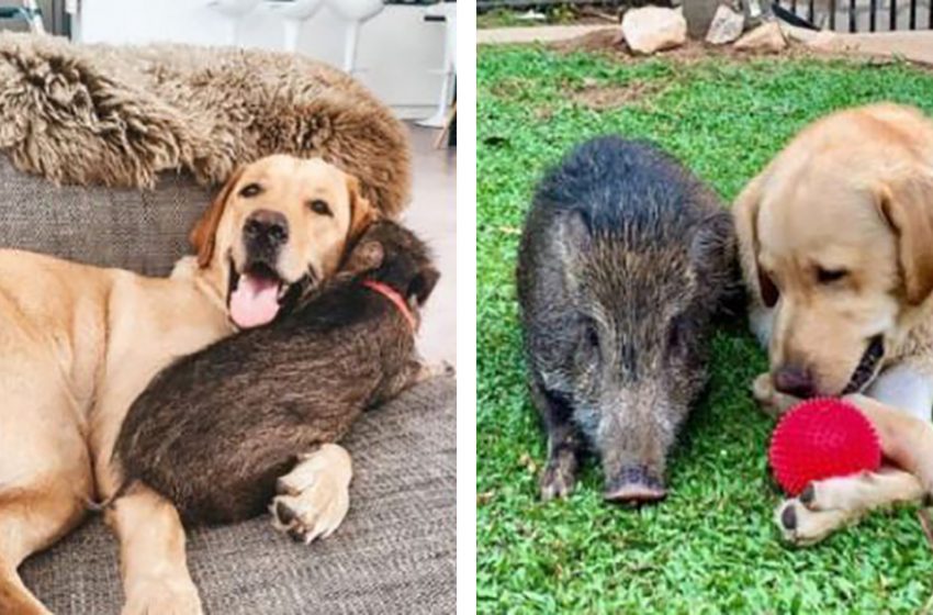  Rescued boar identifies herself  as a dog