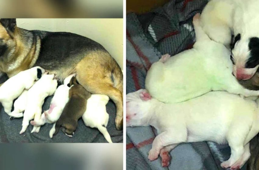  German Shepherd surprises everyone by giving birth to a green puppy