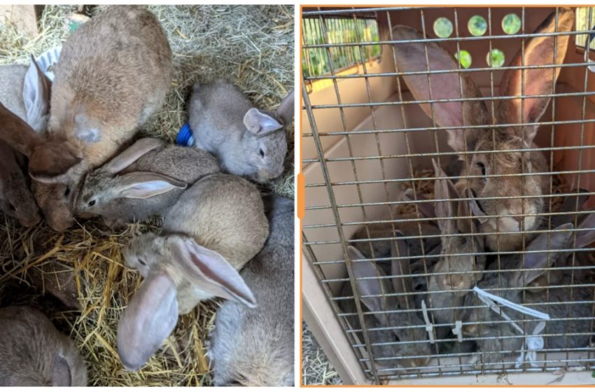  Huge rabbits rescued from cruel experiments