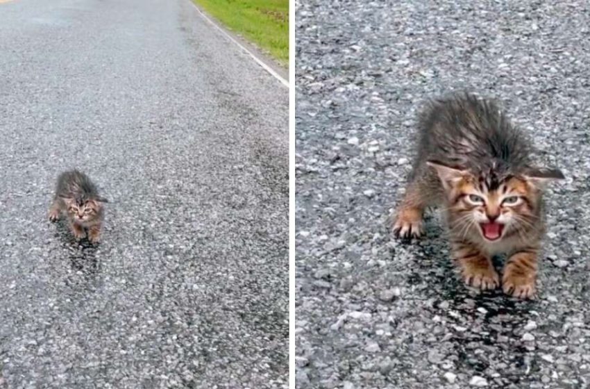  Woman sees homeless kitten and then finds her family