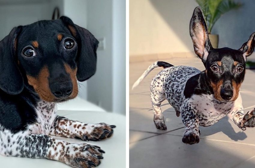  A dog named Mu was born with a color that people think he wears a suit,  but this is a gift from nature