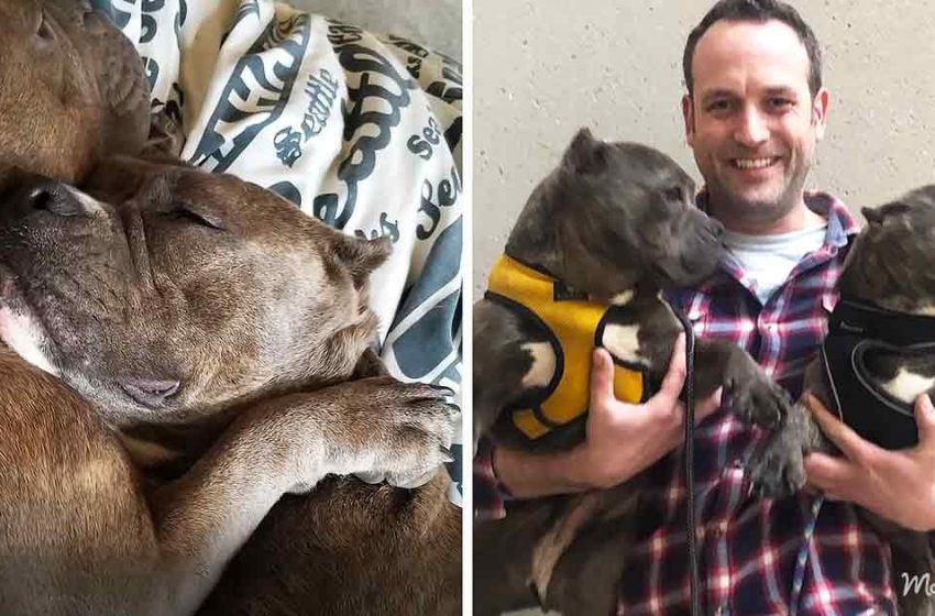  Pitt bulls refuse to be separated for travelling across the world