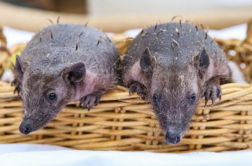  Two hedgehogs met a cat and were completely bald because of severe fright