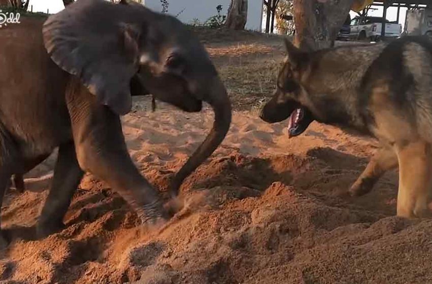  Asian elephant and German shepherd make friends forever