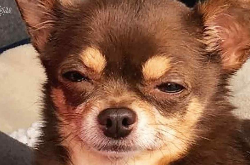  The woman adopted a judgmental Chihuahua who transformed her life