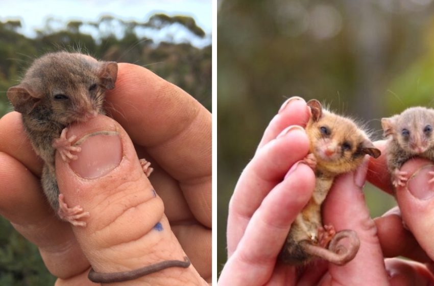  The Pygmy possum considered extinct rediscovered in Australia’s island