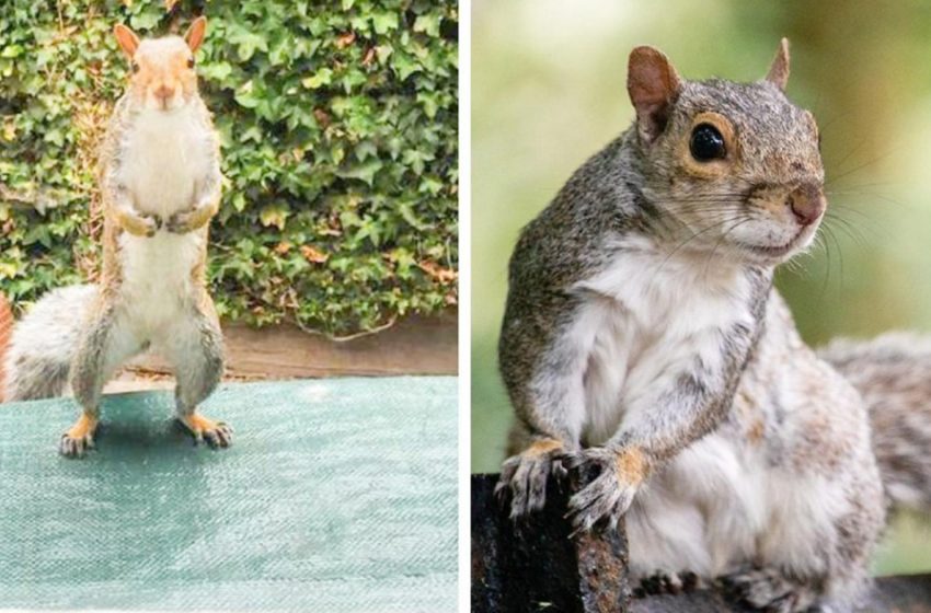  The squirrel  came to the woman’s house and helped her survive the loss of her pet