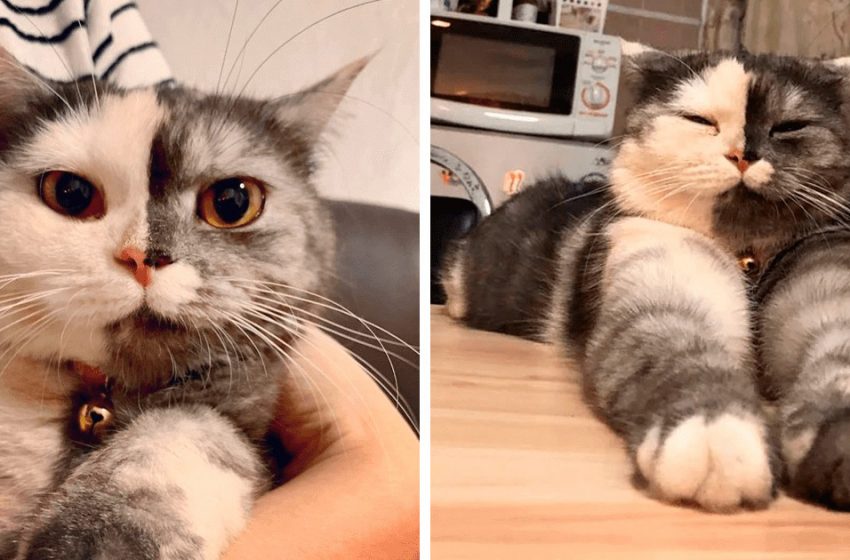  Meet the fluffy  cat  who won  everyone’s heart  due to her unique appearance