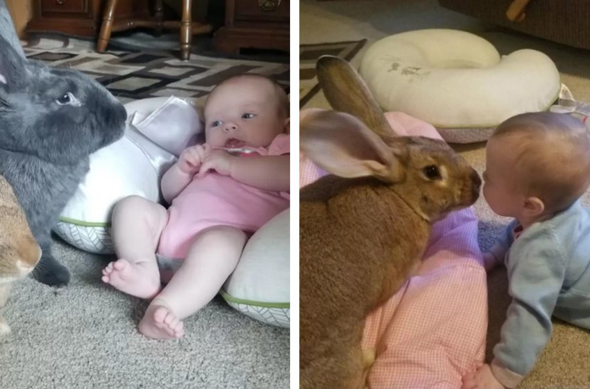  Giant rabbits decide to babysit a human baby