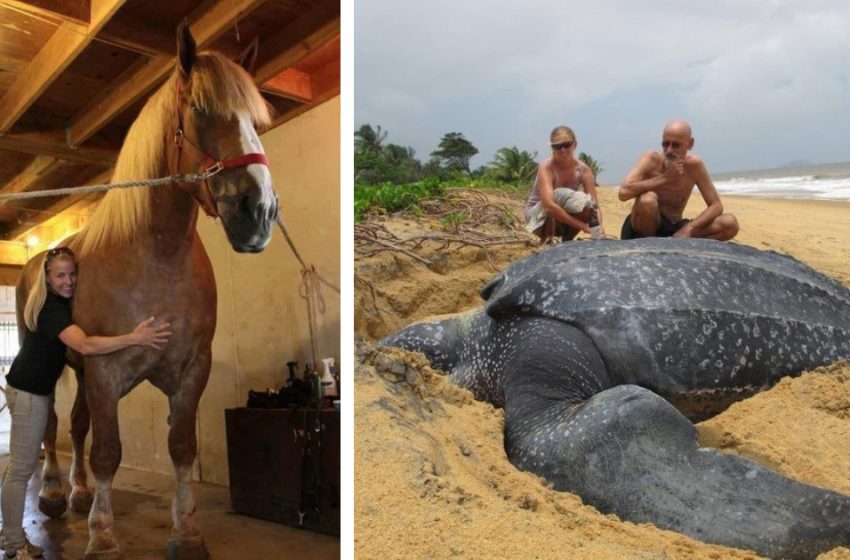  19 Amazing animals whose real sizes are mind-blowing