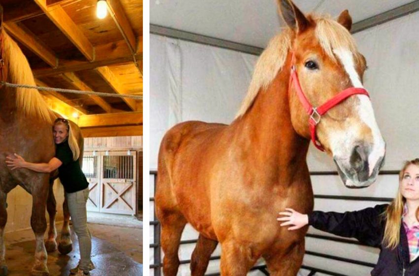  The largest horse in the world surprises with its beauty and size