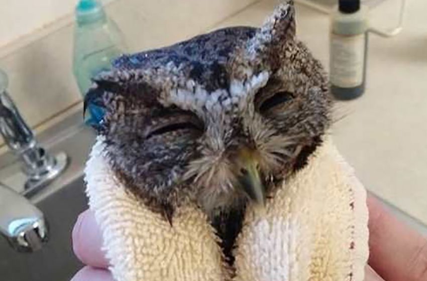  Soap baths and oil helped the little owl in the glue