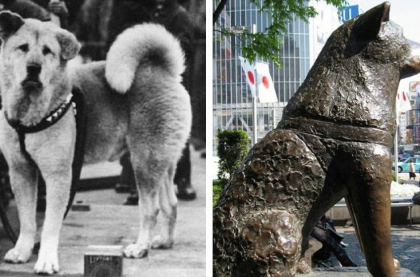  Real historical photos of Hachiko and the story of the most faithful friend