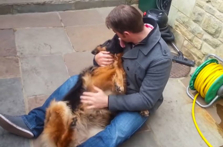  The dog sobbed from the happiness of meeting  his best friend