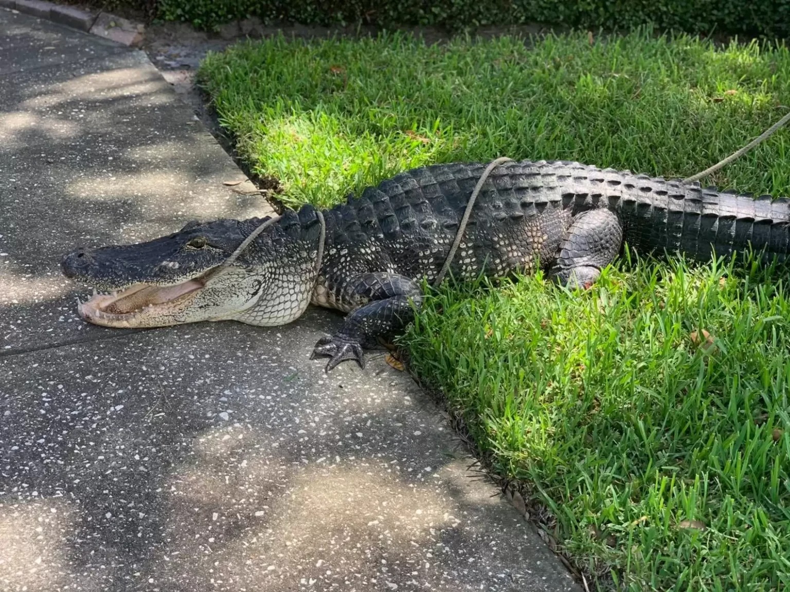 Escort Alligator Chicago