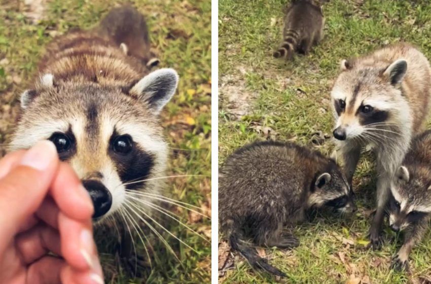  A mother raccoon brings her kids to visit her beloved human