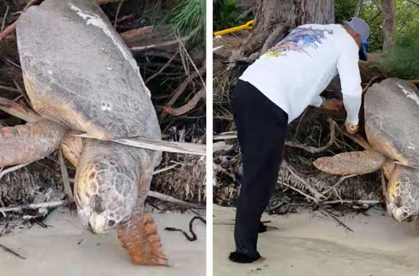  A man discovered a dead sea turtle stuck on land and brought it back to life