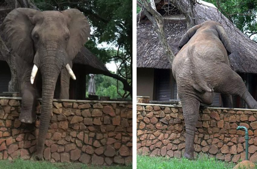  To grab a mango, the playful elephant cleverly climbs a five-foot wall