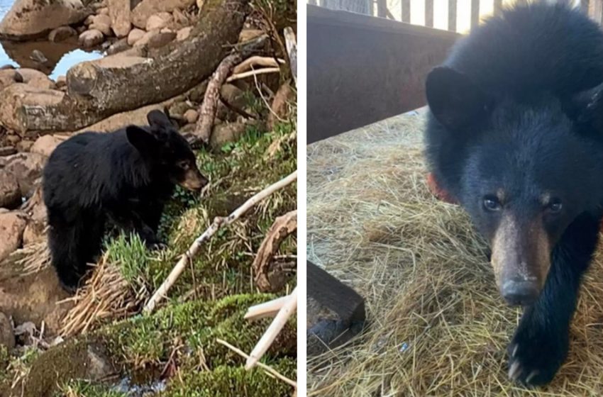  This brave man jumped into a freezing river to save a drowning bear