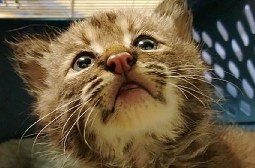  A passerby found a kitten on the street and took it home. He didn’t know it wasn’t a cat at all